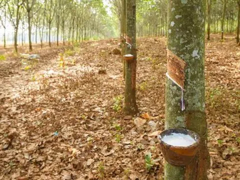 Giá cao su hôm nay 12/5/2026: Cập nhật giá cao su trong nước, quốc tế
