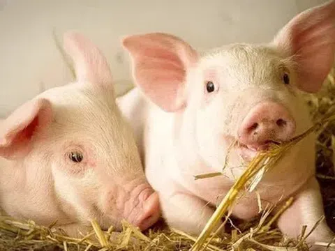 Giá heo hơi hôm nay 12/5: Biến động trái chiều, Đồng Tháp giảm 1.000 đồng/kg