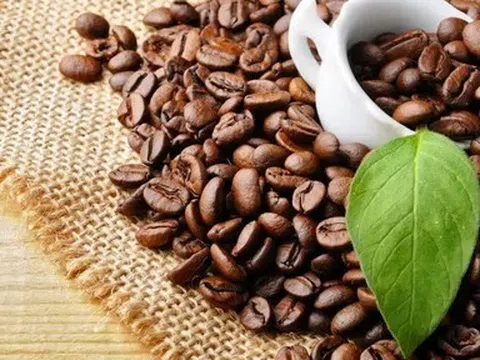Giá cà phê hôm nay 13/5/2026: Nội địa bật tăng, giá thế giới trái chiều