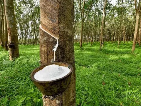 Giá cao su hôm nay 13/5/2026: Thị trường biến động trái chiều