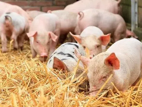 Giá heo hơi hôm nay 13/5: Tăng nhẹ tại miền Bắc và miền Trung