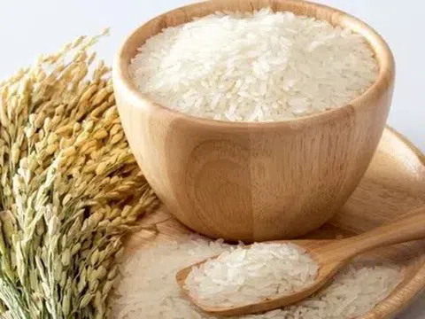 Giá lúa gạo hôm nay 13/5/2026: Duy trì ổn định