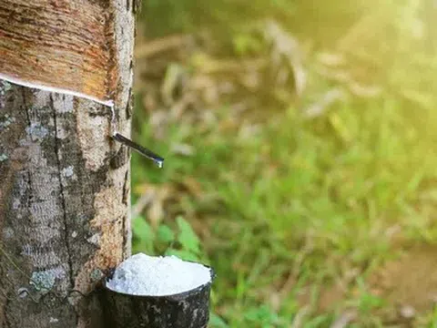 Giá cao su hôm nay 14/5/2026: Thế giới phục hồi, giá mủ trong nước tăng nhẹ