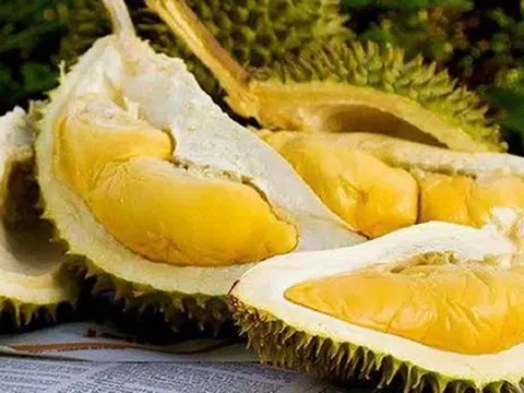 Giá sầu riêng hôm nay 14/5/2026: Tín hiệu hồi phục rõ nét