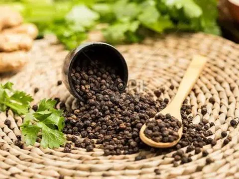 Giá tiêu hôm nay 15/5/2026: Cập nhật giá tiêu mới nhất tại Tây Nguyên, Miền Nam