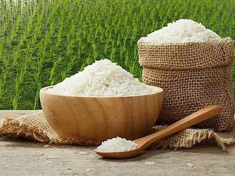 Giá lúa gạo hôm nay 15/5/2026: Biến động nhẹ