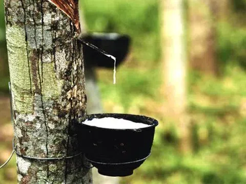 Giá cao su hôm nay 18/5/2026: Biến động trái chiều