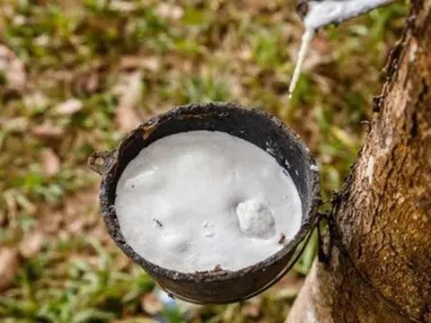 Giá cao su hôm nay 19/5/2026: Thị trường thế giới giảm, trong nước ổn định