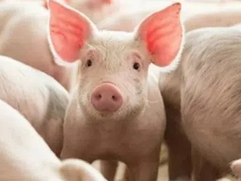 Giá heo hơi hôm nay 19/5: Giảm nhẹ tại Miền Nam