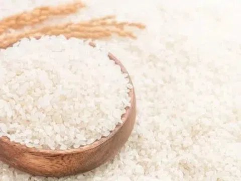 Giá lúa gạo hôm nay 19/5/2026: Toàn cảnh thị trường lúa gạo trong nước và xuất khẩu