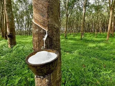 Giá cao su hôm nay 20/5/2026: Tăng giảm trái chiều giữa các thị trường