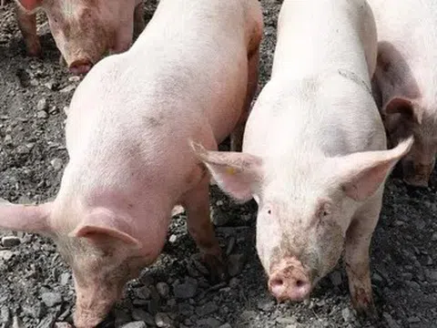 Giá heo hơi hôm nay 20/5: Nhiều địa phương giảm 1.000 đồng/kg
