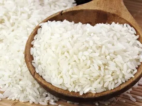 Giá lúa gạo hôm nay 20/5/2026: Toàn cảnh thị trường lúa gạo trong nước và xuất khẩu