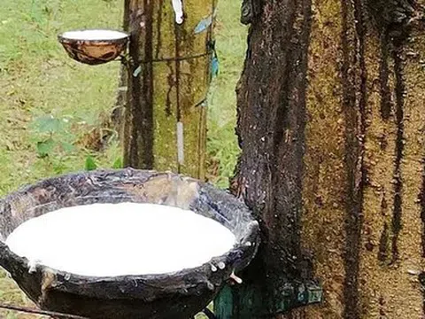 Giá cao su hôm nay 22/5/2026: Thị trường thế giới giảm trở lại, áp lực nguồn cung gia tăng