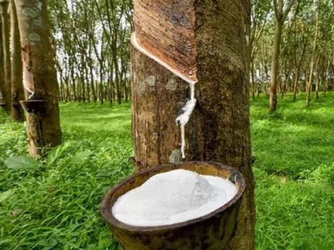 Giá cao su hôm nay 23/5/2026: Thị trường biến động trái chiều, áp lực nguồn cung gia tăng