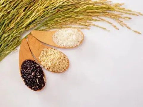 Giá lúa gạo hôm nay 23/5/2026: Thị trường trong nước ổn định, gạo xuất khẩu tăng nhẹ