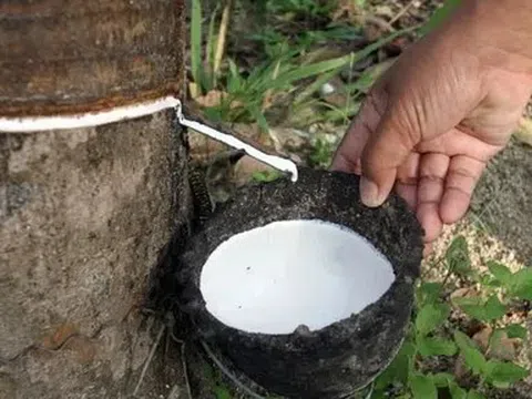 Giá cao su hôm nay 25/5/2026: Thị trường cao su tiếp tục biến động trái chiều