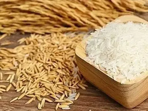Giá lúa gạo hôm nay 25/5/2026: Thị trường ổn định, gạo xuất khẩu duy trì mức cao