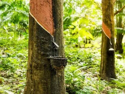 Giá cao su hôm nay 26/5/2026: Thế giới phân hóa, trong nước ổn định