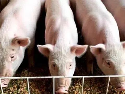 Giá heo hơi hôm nay 26/5: Cập nhật tình hình giá heo hơi trên cả nước