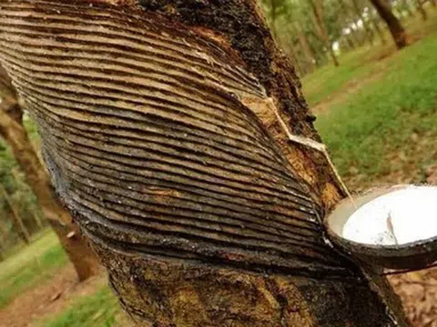 Giá cao su hôm nay 3/6/2026: Thị trường khởi sắc, giá cao su tăng mạnh
