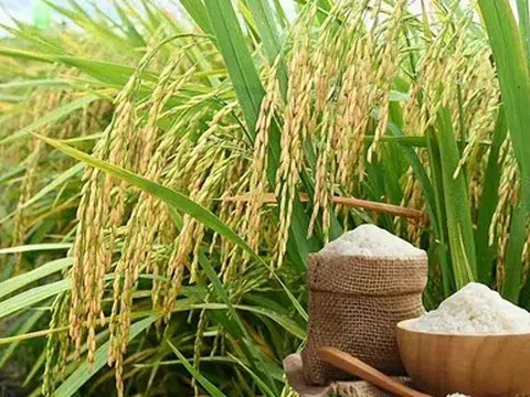 Giá lúa gạo hôm nay 2/6/2026: Toàn cảnh thị trường, xuất khẩu và dự báo
