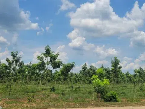 Công bố 16 khu đất tại Tây Ninh, mở cơ hội đầu tư nông nghiệp công nghệ cao quy mô lớn
