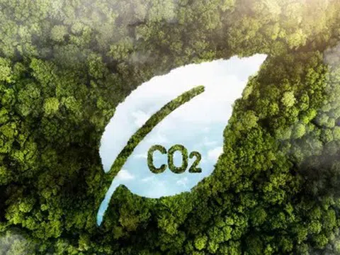 Thị trường tín chỉ carbon rừng bước vào giai đoạn phân hóa mạnh về giá trị