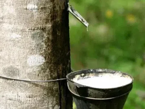 Giá cao su hôm nay 4/6/2026: Thế giới giảm nhẹ, trong nước ổn định