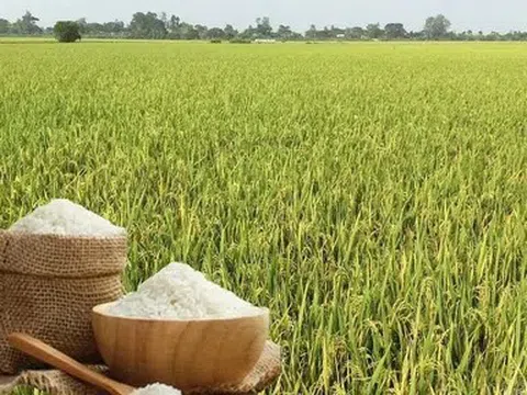 Giá lúa gạo hôm nay 4/6/2026: Toàn cảnh thị trường, xuất khẩu