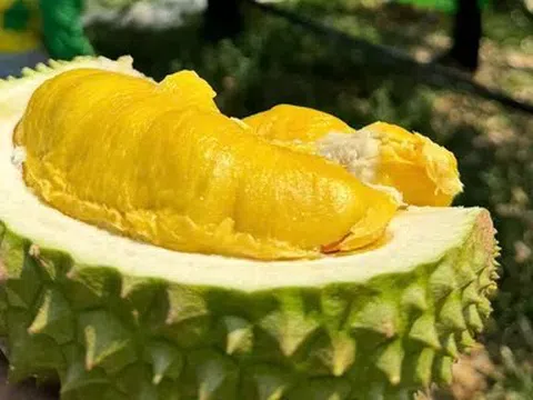 Giá sầu riêng hôm nay 5/6/2026: Thị trường ổn định, nhưng nông dân vẫn lo ngại