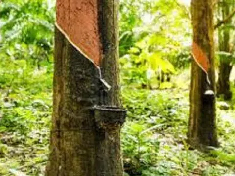 Giá cao su hôm nay 5/6/2026: Thế giới duy trì đà tăng, trong nước ổn định