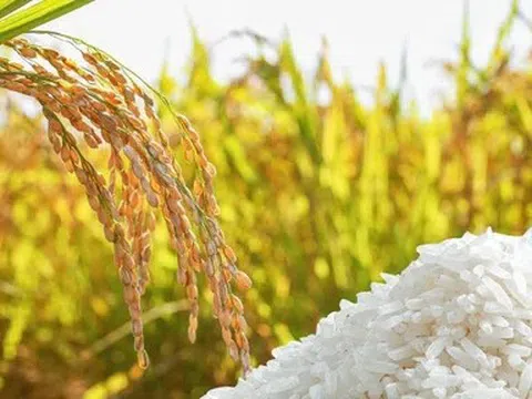 Giá lúa gạo hôm nay 8/6/2026: Duy trì ổn định