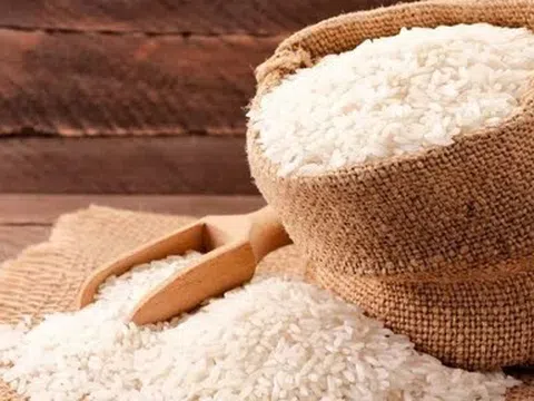 Giá lúa gạo hôm nay 9/6/2026: Duy trì ổn định