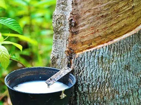 Giá cao su hôm nay 10/6/2026: Thị trường châu Á đồng loạt giảm, giá mủ trong nước đi ngang
