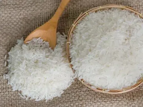 Giá lúa gạo hôm nay 10/6/2026: Toàn cảnh thị trường, xuất khẩu và dự báo xu hướng