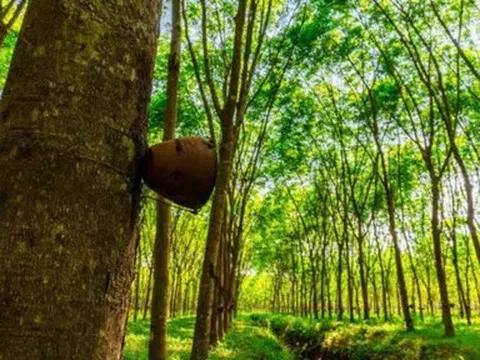 Giá cao su hôm nay 14/6/2026: Thế giới tiếp đà tăng nhờ lo ngại nguồn cung