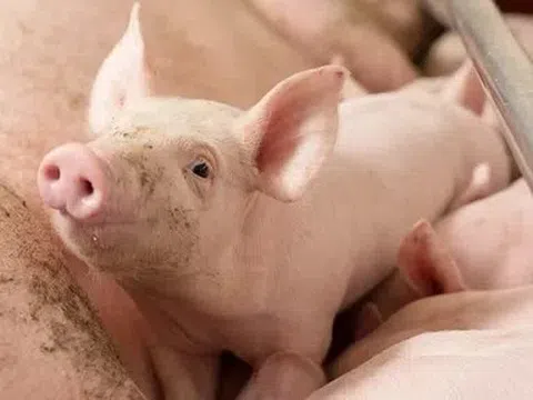 Giá heo hơi hôm nay 14/6: Thị trường phân hóa mạnh giữa ba miền
