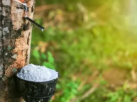 Giá cao su hôm nay 16/6/2026: Nhật Bản tăng nhờ nguồn cung thắt chặt