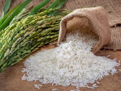 Giá lúa gạo hôm nay 18/6/2026: Toàn cảnh thị trường, xuất khẩu và dự báo