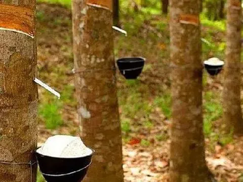 Giá cao su hôm nay 19/6/2026: Thế giới biến động trái chiều