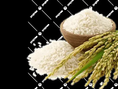 Giá lúa gạo hôm nay 20/6/2026: Toàn cảnh thị trường, xuất khẩu và dự báo