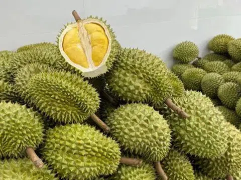 Giá sầu riêng hôm nay 21/6/2026: Thị trường ổn định, giá nhích nhẹ