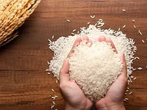 Giá lúa gạo hôm nay 6/7/2026: Bình ổn đầu tuần